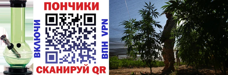 Бошки марихуана OG Kush Бологое